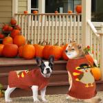 PAYHTOW Thanksgiving Dog Sweater, Knitted Dog Thanksgiving Fall Holiday Sweaters Outfit Clothes for Small Medium Large Dogs Pets (Turkey, Medium)