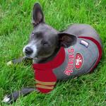Pets First NFL San Francisco 49ers Hoodie for Dogs & Cats. | NFL Football Licensed Dog Hoody Tee Shirt, Medium | Sports Hoody T-Shirt for Pets | Licensed Sporty Dog Shirt