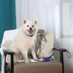 Impoosy 2PCS Cat Dog Collar and Galaxy Leash Set Pet Gift Adjustable Dogs Space Collars for Small to Large Pets (Medium)