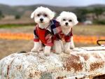 Fitwarm Dog Plaid Shirts Doggie Clothes Puppy Hoodies Cat Hooded T Shirts Pet Outfits Cotton Orange XS