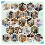 Jecikelon Dog Clothes Dogs Sweater Soft Puppies Clothing Winter Puppy Sweaters Warm Outfit for Dogs Small XXS XS Cat Apparel (Small, Grey)