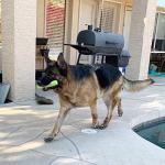 Jalousie 18 Pack Dog Squeaky Toys Cute Stuffed Pet Plush Puppy Chew for Small Medium Pets - Bulk