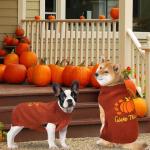 PAYHTOW Thanksgiving Dog Sweater, Knitted Dog Thanksgiving Fall Holiday Sweaters Outfit Clothes for Small Medium Large Dogs Pets (Pumpkin, X-Large)