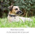 NISIYE Cute Plaid Dog Collar Harness and Leash with Safety Buckle - Adjustable and No Pull Comfortable Dog Collars for Small Puppy, Stylish Durable Gift for Boy Girl Pets