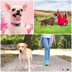 Jumpress Soft Neoprene Padded Dog Collar and Leash Set for Small Medium Large Dogs, Reflective Durable Nylon Dog Collar with 5ft Leash Easy for Walking, Hot Pink,Neck fit 12.5-19.5’’