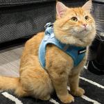 Best Pet Supplies Voyager Step-in Air Harness - All Weather Mesh, Reflective, No Pull Harness for Dogs, Cats - Secure with Hook & Loop Fastener, Buckle, Double D-Rings - Baby Blue, S