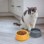 Acshio 24 Pack Plastic Dog Bowl, 10 Oz Reusable Pet Food and Water Bowl with Cute Dog Paw Print, Stackable Puppy Cat Feeding Bowls Food Dishes for Dog Cat Party Supplies, 4 Color