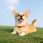 Framendino, 48 Pack Colorful Blank Pet Id Tag Aluminum Dog Cat Tags Round Heart Star Bone House Rectangle Personalized Engraved Name Discs