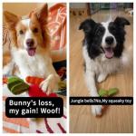 MewaJump Dog Squeaky Chew Toys for Aggressive Chewers, Rubber Carrot Dog Toys for Training and Cleaning, Durable Interactive Tough Dog Toy for Puppy Medium Dogs