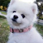 IVY&LANE Reflective Dog Collar and Leash Set,Adjustable Neoprene Padded Dog Collars for Puppy, Breathable Nylon Pet Collar for Small Medium Large Dogs (Medium,Pink)