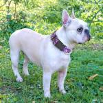 Ladoogo Reflective Dog Collar Padded with Soft Neoprene Breathable Adjustable Nylon Dog Collars for Small Medium Large Dogs (Large (Pack of 1), Purple/Pink Floral Collar+Leash)