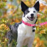 DILLYBUD Dog Collar and Leash Set, Adjustable Dog Collars for Small Medium Dogs Boys Girls, Soft Durable Pink Nylon Collar and Matching Leash, Cute Puppy Collars, M