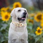 Elegant little tail Dog Collar with Leash, Sunflower Print Pet Collar Leash Adjustable Collar for Small Medium Large Dogs Soft Puppy Collars with Quick Release Buckle Girl Boy Dog Collars