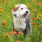 Elegant little tail Dog Collar with Leash, Sunflower Print Pet Collar Leash Adjustable Collar for Small Medium Large Dogs Soft Puppy Collars with Quick Release Buckle Girl Boy Dog Collars