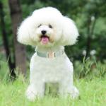 Ewinoom Soft Corduroy Dog Collar and Leash Set Adjustable Durable Dog Collars with Metal Buckle and Lead for Medium Dogs,Grass Green