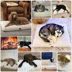 Orthopedic Dog Bed for Large Dog, Waterproof Pet Bed for Crate,Non-Slip Bottom and Egg-Crate Foam with Removable Washable Cover Crate Bed,Cream,35"x22"x3"