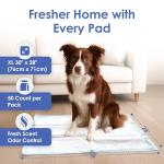 AKC XL Training Pads - 50 Count Pack