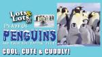 Lots and Lots of Playful Penguins - Cool, Cute and Cuddly Penguins Penguins