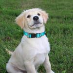 Reflective Heavy Duty Dog Leash Set, Adjustable Soft Neoprene Padded Nylon Collar, Comfortable Padded Handle, for Small to Large Dogs, 5FT (Yellow, Small)