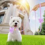 Dog Collar and Leash Set - Metal Buckle Adjustable Puppy Collar, Cute Dog Collar and Leash Set with Flower Bow Tie, Puppy Collar with 5 FT Leash, Soft & Comfortable Collar for Small Medium Dogs-S