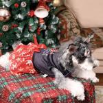 CuteBone Christmas Dog Dresses Velvet Holiday Small Dogs Clothes Onesie Pet Apparel Girl Puppy Skirt with Bow Hair Rope CVA54M-D