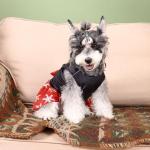 CuteBone Christmas Dog Dresses Velvet Holiday Small Dogs Clothes Onesie Pet Apparel Girl Puppy Skirt with Bow Hair Rope CVA54M-D