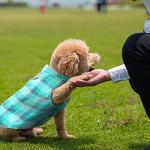 Weewooday 4 Pieces Winter Fabric Dog Sweaters with Leash Ring Soft Fleece Vest Pullover Pet Jacket Warm Dog Clothes Coats for Pet Puppy Cats Chihuahua(S(Neck:10.2-11” Chest:13.8-14.7”))