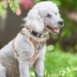 PUPTECK Adjustable Dog Harness Collar and Leash Set Step in No Pull Pet Harness for Small Medium Dogs Puppy and Cats Outdoor Walking Running, Soft Mesh Padded Reflective Vest Harnesses, Khaki S