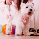 Didog Cute Small Dog Collar Harness & Leash Set, Adjustable Dog Collars and Leashes with Bowtie, Breathable Soft Mesh Padded Dog Vest for Puppies Small Dogs Walking,Pink, M