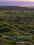 30 Minutes of Sheep for Relaxation
