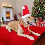 Santa Hat & Scarf Set for Medium Large Dogs, 2 PCS Adjustable Dog Christmas Costume, Fall Winter(Hat & Scarf,Large)