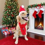 Santa Hat & Scarf Set for Medium Large Dogs, 2 PCS Adjustable Dog Christmas Costume, Fall Winter(Hat & Scarf,Large)