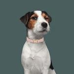 Ewinoom Soft Corduroy Dog Collar and Leash Set Adjustable Durable Dog Collars with Metal Buckle and Lead for Female Medium Dogs,Baby Pink