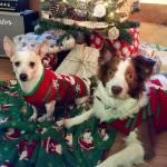 NACOCO Dog Snow Sweater - Snowman Holiday Pet Clothes for Small Dogs and Cats - Christmas Xmas New Year (Snowman, M)