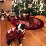 NACOCO Dog Snow Sweater - Snowman Holiday Pet Clothes for Small Dogs and Cats - Christmas Xmas New Year (Snowman, M)