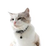 Black XS Dog Collar with Bell Leash Set, Cat Collars Puppy Collar Nylon Soft Adjustable Buckle for XXS XSmall Extra Small Tiny Boy Girl Pets Female Male Kitten Yorkie Teacup Chihuahua X-Small