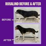 Wellness CORE Dry Dog Food, Small Breed, Grain-Free, High Protein, Natural, Healthy Weight Turkey & Chicken Recipe, (4-Pound Bag)