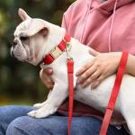 PET ARTIST Soft PU Leather Dog Collar and Leash Set, Bright & Stylish 5FT PU Leather Leash and Collar Set, Durable Pet Collars with Quick Release Metal Buckle for Medium Dogs,Red,M(13-19")