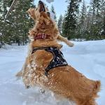 Voyager Dog Harness Dual Leash Attachment No-Pull Control Adjustable Soft but Strong Pet Harness for Medium and Large Dogs with 3M Reflective Technology, Black Nylon, M (Chest: 20-25")