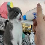 YIUIRUOI 1pcs 60ml Pet Bottle with 4pcs Replacement Nipples and 1pcs Nipple Brush Can Be Used for Water Feeding Pet Feeding Tools