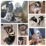 SCENEREAL Puppy Dog Harness with Leash Set for Small Medium Dogs, Soft Mesh Step in Pet Harnesses and Leash, No Chock Plaid Adjustable No Pull Vest