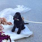 Ewinoom Soft Corduroy Dog Collar and Leash Set Adjustable Durable Wedding Dog Collars with Metal Buckle and Lead for Small Dogs,Beige