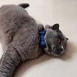 3PCS Bow Tie Dog Collar and Leash Set Plaid/Camo/Dots/Flower Dog Bandanas with Bell 3 Size Adjustable for Small Dogs Puppies and Cats (XS, Blue Plaid 1)