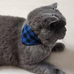 3PCS Bow Tie Dog Collar and Leash Set Plaid/Camo/Dots/Flower Dog Bandanas with Bell 3 Size Adjustable for Small Dogs Puppies and Cats (XS, Blue Plaid 1)