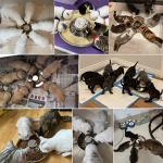 QIYADIN Stainless Steel Pet Bowl for Puppy and Cat, Dog Food and Water Feeding Bowl, Puppies and Kittens Weaning Bowls, Multiple Dogs and Cats Eat and Drink Together (2PC, S)