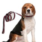 Premium Dog Collar, Cute Dog Collars Luxury Style, Durable Pet Collars and Dog Leash with Metal Buckle Safety for Medium Dogs