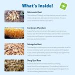 Pet Wellbeing Kidney Support Gold for Cats - Supports Normal Kidney Function & Detox, Healthy Hydration & Energy with Rehmannia & Dong Quai - NASC Certified & Vet-Formulated - 2 oz Liquid Formula