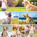 Beirui Soft Padded PU Leather Dog Collar and Leash Set, Durable Dog Leash and Collar Set with Metal Buckle, Breathable Pet Collars with 4FT Leash for Small Dogs（Brown, Neck 11-15"