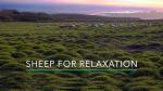 30 Minutes of Sheep for Relaxation
