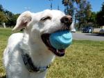 Chuckit Fetch Medley Medium Dog Ball Pack